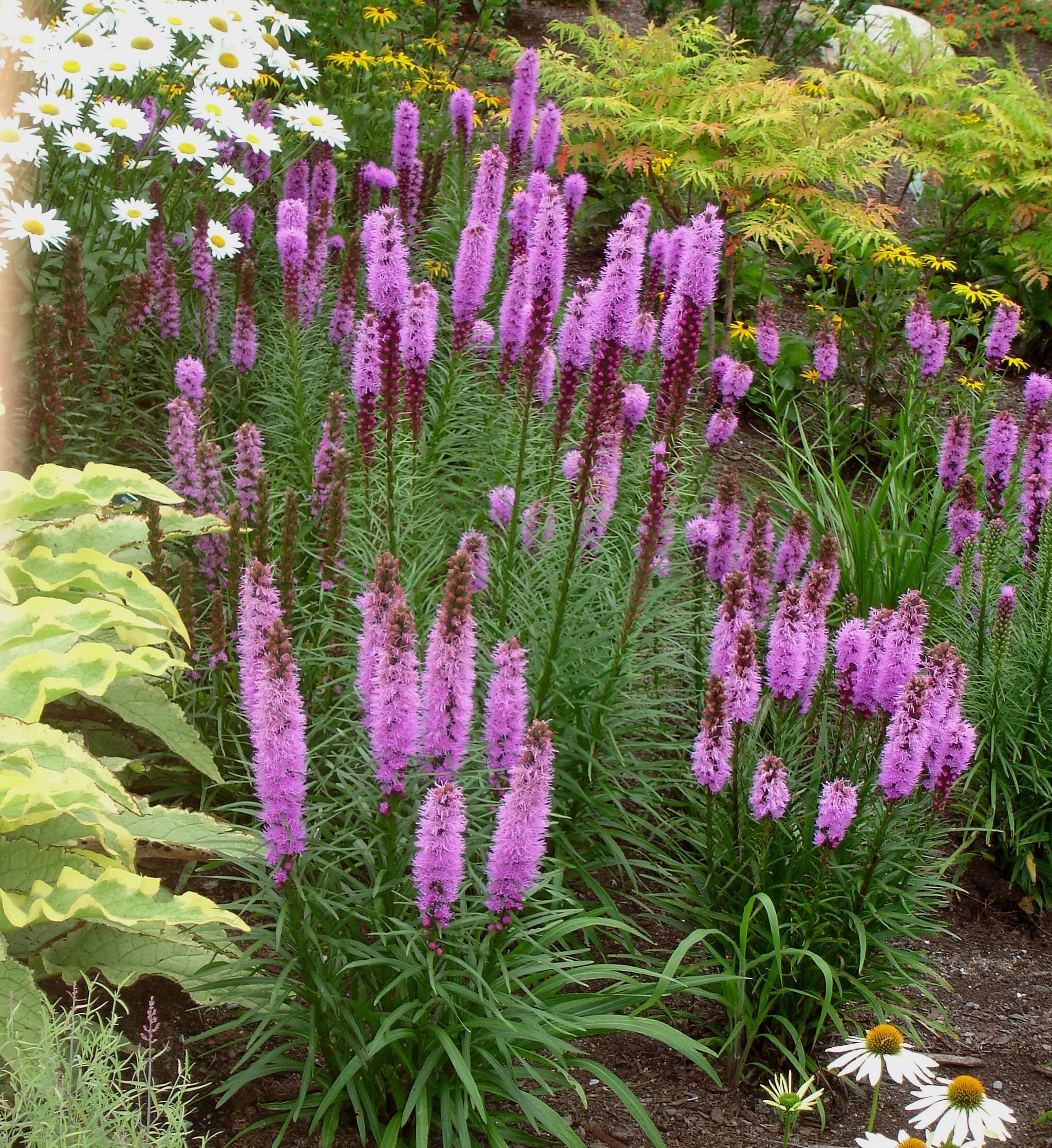Liatris spicata 'Kobold'